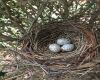 cardinal nest with eggs