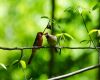 a male female cardinal pair