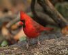 a red cardinal
