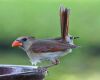 a young baby cardinal