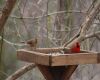 a cardinal feeding