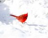 a cardinal in snow