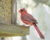 a cardinal on a feeder