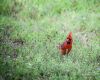 a cardinal on ground