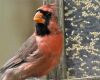 a close up of a cardinal