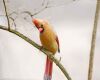 a female cardinal bird