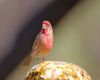 a house finch