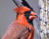 a red cardinal