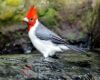a red crested cardinal