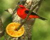 a scarlet tanager