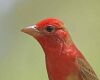 a summer tanager