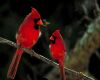 wild cardinal birds