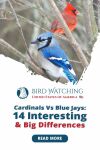 Cardinals Vs Blue Jays: 14 Interesting & Big Differences Thumbnail
