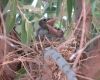 a baby blue jay