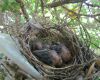 a baby cardinal