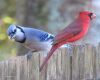 a blue jay and cardinal