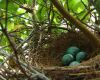 blue jay eggs