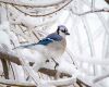 a blue jay in snow