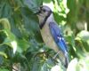 a blue jay singing