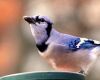 a bluejay bird