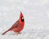 cardinal in snow