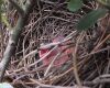 a cardinal nest