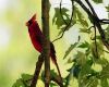 a cardinal singing from tree