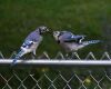 a male female blue jay