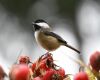 a bird beak plumage chickadee