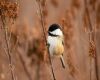 a black capped chickadee