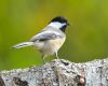 a blackcapped chickadee bird