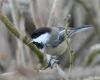 black capped chickadee bird branch