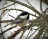 a black capped chickadee bird perched