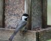 black capped chickadee feeder