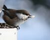 a chickadee black bird