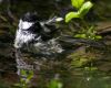 chickadee in bird bath