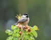 a tiny chickadee