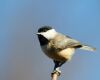 a white black chickadee