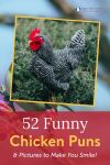 52 Funny Chicken Puns & Pictures to Make You Smile! Thumbnail