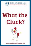 What the Cluck?- an image of a chicken pun