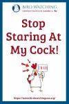Stop Staring At My Cock- an image of a chicken pun