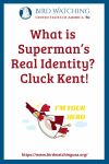 What is Superman’s Real Identity? Cluck Kent!- an image of a chicken pun