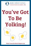 You’ve Got to be Yolking- an image of a chicken pun