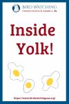Inside Yolk- an image of a chicken pun
