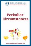 Peckuliar Circumstances- an image of a chicken pun