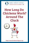 How Long Do Chickens Work? Around The Cluck- an image of a chicken pun