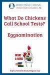 What Do Chickens Call School Tests? Eggsamination- an image of a chicken pun