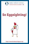So Egg-sighting- an image of a chicken pun