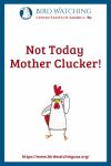Not Today Mother Clucker- an image of a chicken pun