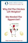 Why Did The Chicken Lift Weights? She Needed The Eggsercise!- an image of a chicken pun